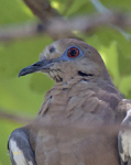White Winged Dove 3123